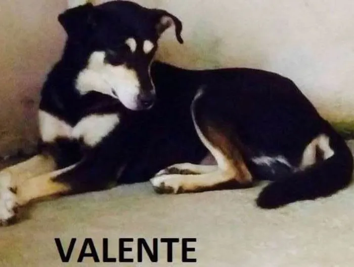 Cachorro ra a SRD idade 2 anos nome Valente