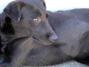 Cachorro raça SRD idade 5 anos nome Vitor