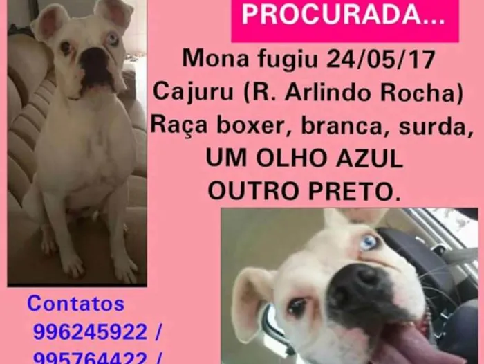 Cachorro ra a Boxer idade 4 anos nome Mona