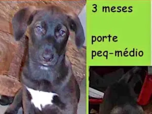 Cachorro raça  idade 2 a 6 meses nome Celeste Bebezinha