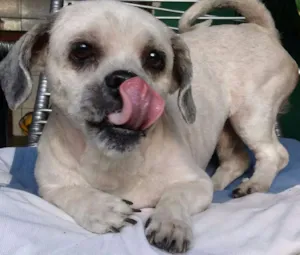 Cachorro raça Lhasa Apso idade 3 anos nome Thor