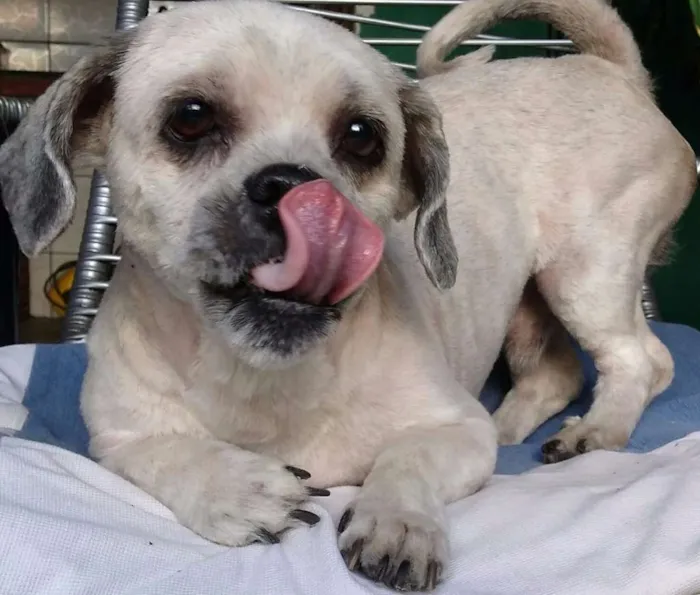 Cachorro ra a Lhasa Apso idade 3 anos nome Thor
