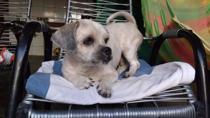 Cachorro ra a Lhasa Apso idade 3 anos nome Thor