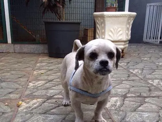 Cachorro ra a Lhasa Apso idade 3 anos nome Thor