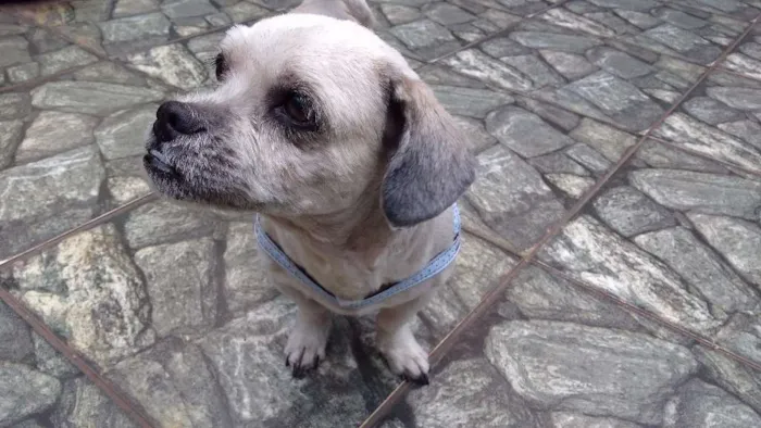 Cachorro ra a Lhasa Apso idade 3 anos nome Thor
