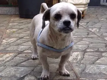Cachorro ra a Lhasa Apso idade 3 anos nome Thor