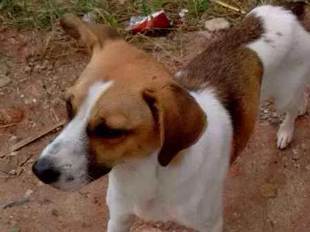 Cachorro ra a vira lata idade 2 anos nome sem nome