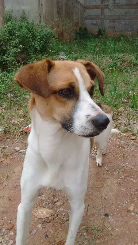 Cachorro ra a vira lata idade 2 anos nome sem nome