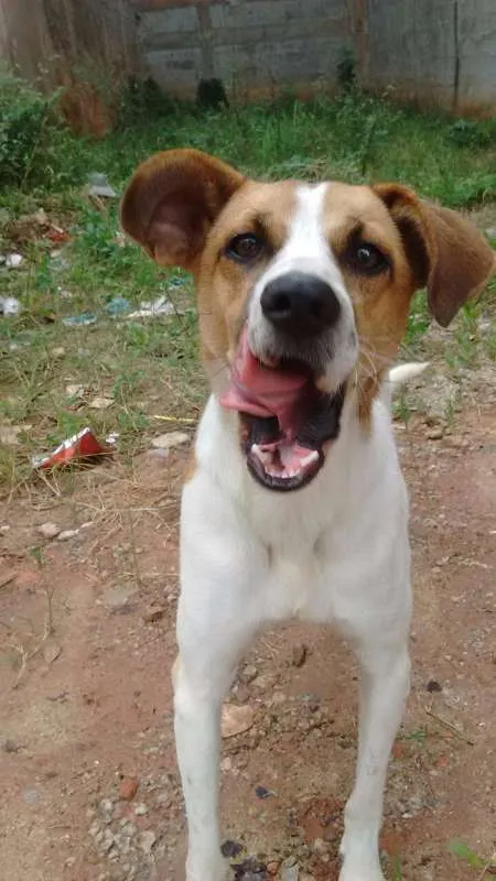 Cachorro ra a vira lata idade 2 anos nome sem nome