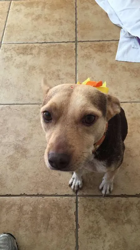 Cachorro ra a SRD idade 4 anos nome Mel