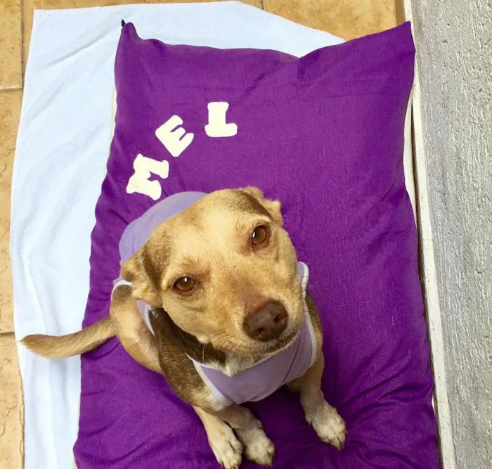 Cachorro ra a SRD idade 4 anos nome Mel