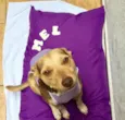 Mel