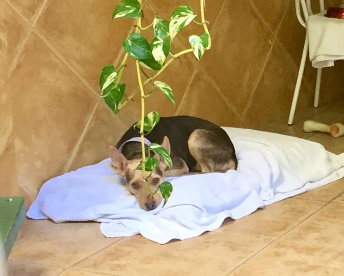 Cachorro ra a SRD idade 4 anos nome Mel