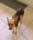 Mel