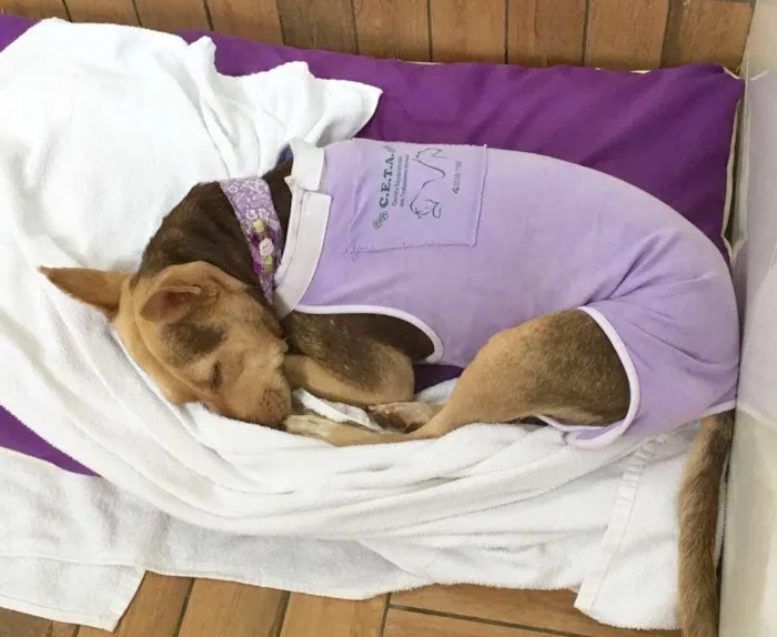 Cachorro ra a SRD idade 4 anos nome Mel