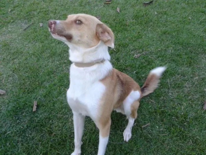 Cachorro raça SRD idade 1 ano nome Luke Skywalker