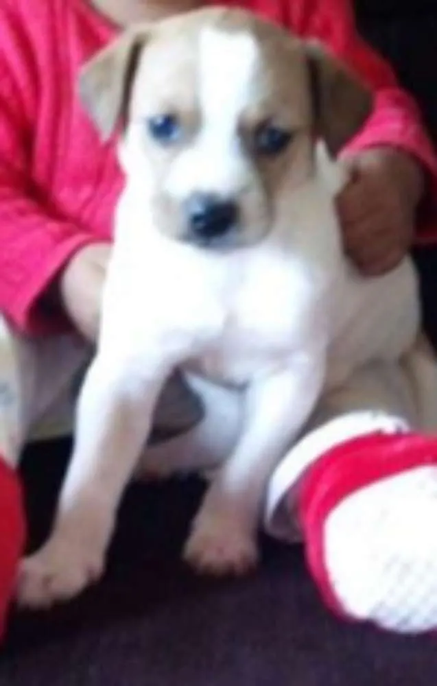 Cachorro raça vira lata idade Abaixo de 2 meses nome Filhotes