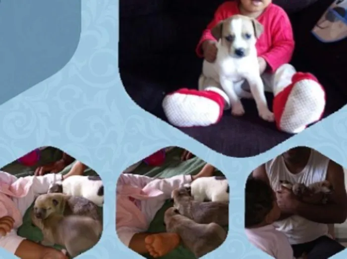Cachorro raça vira lata idade Abaixo de 2 meses nome Filhotes