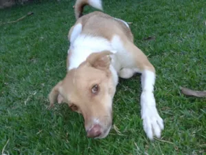 Cachorro raça SRD idade 1 ano nome Luke Skywalker