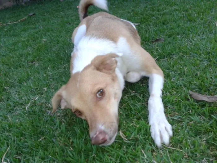 Cachorro ra a SRD idade 1 ano nome Luke Skywalker