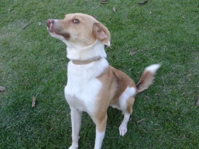 Cachorro ra a SRD idade 1 ano nome Luke Skywalker