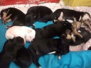 Cachorro raça mestiça Dálmata Rottweiler idade Abaixo de 2 meses nome filhotes