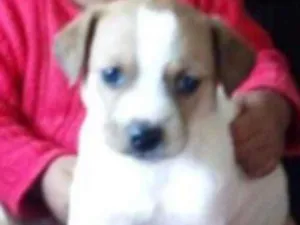 Cachorro raça vira lata idade Abaixo de 2 meses nome Filhotes