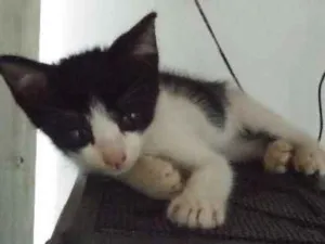 Gato raça Misturado idade 2 a 6 meses nome Bruce
