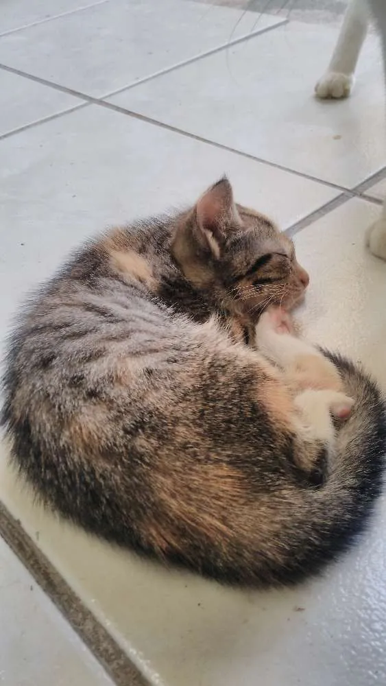 Gato ra a indefinida idade Abaixo de 2 meses nome Não está nomeado