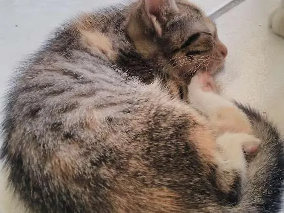 Gato ra a indefinida idade Abaixo de 2 meses nome Não está nomeado