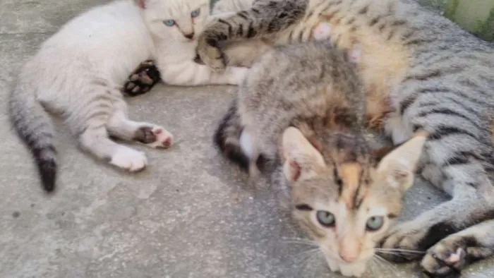Gato ra a indefinida idade Abaixo de 2 meses nome Não está nomeado