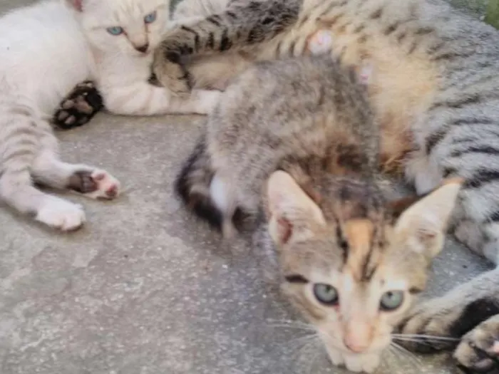 Gato ra a indefinida idade Abaixo de 2 meses nome Não está nomeado