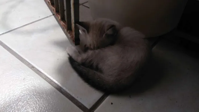 Gato ra a indefinida idade Abaixo de 2 meses nome Não está nomeado