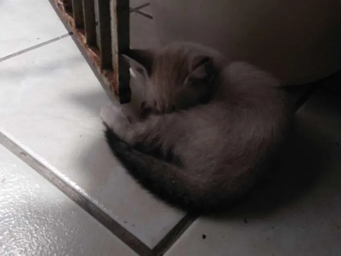 Gato ra a indefinida idade Abaixo de 2 meses nome Não está nomeado