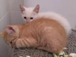 Gato raça  idade Abaixo de 2 meses nome Lindinhos