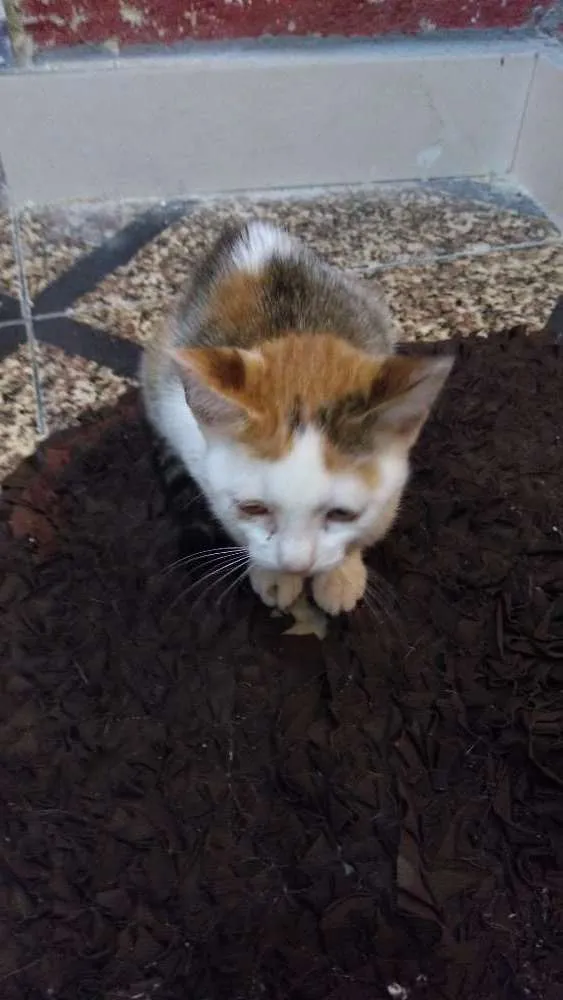 Gato ra a  idade Abaixo de 2 meses nome Fofinhos