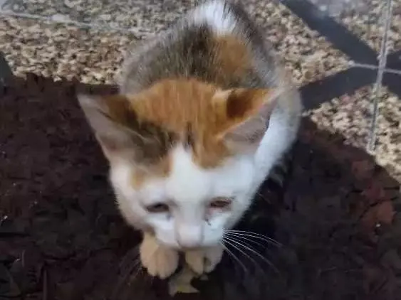 Gato ra a  idade Abaixo de 2 meses nome Fofinhos