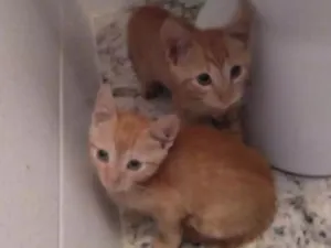 Gato raça  idade Abaixo de 2 meses nome Fofo
