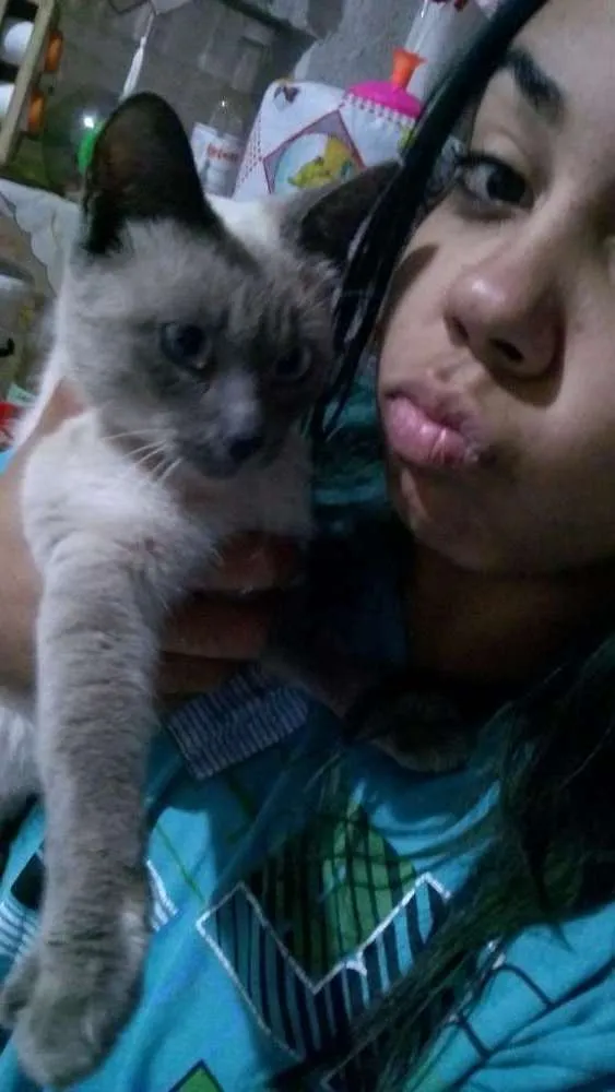 Gato ra a  idade 7 a 11 meses nome Nika