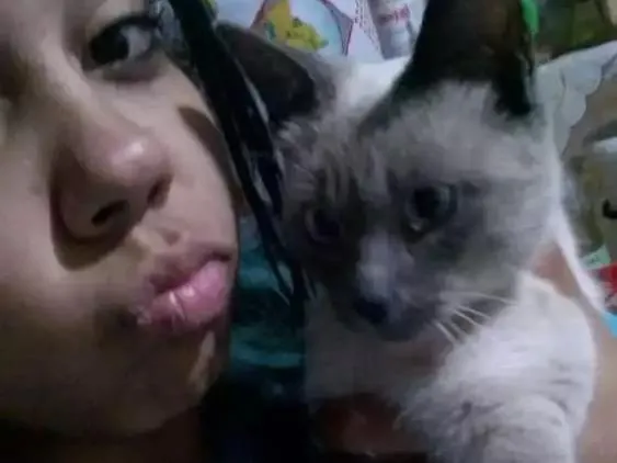 Gato ra a  idade 7 a 11 meses nome Nika