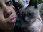 Gato raça  idade 7 a 11 meses nome Nika