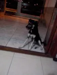 NINA