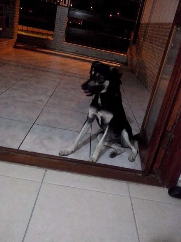 Cachorro ra a SRD idade 3 anos nome NINA