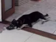 NINA