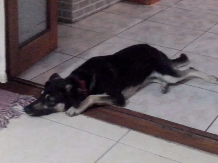 Cachorro ra a SRD idade 3 anos nome NINA
