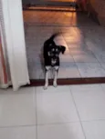 NINA