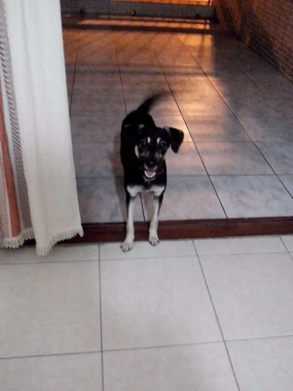 Cachorro ra a SRD idade 3 anos nome NINA