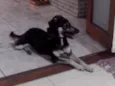 NINA