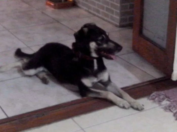 Cachorro ra a SRD idade 3 anos nome NINA