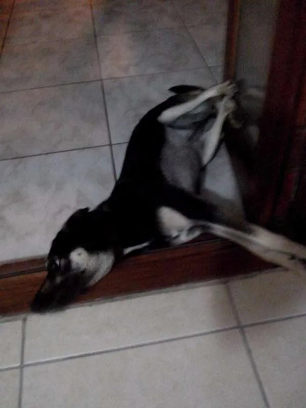 Cachorro ra a SRD idade 3 anos nome NINA